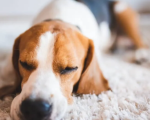 Pet stains on carpet
