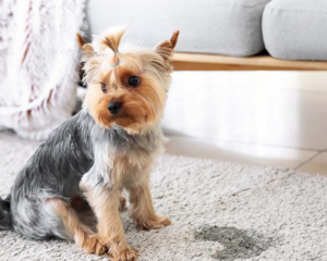 Pet stains on carpet