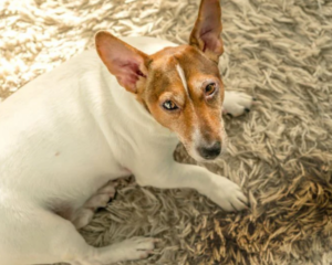 Pet stains on carpet