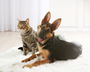 5 Pet stains on carpet